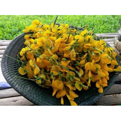 Bông Điên Điển – Món Quà Dân Dã Mùa Nước Nổi